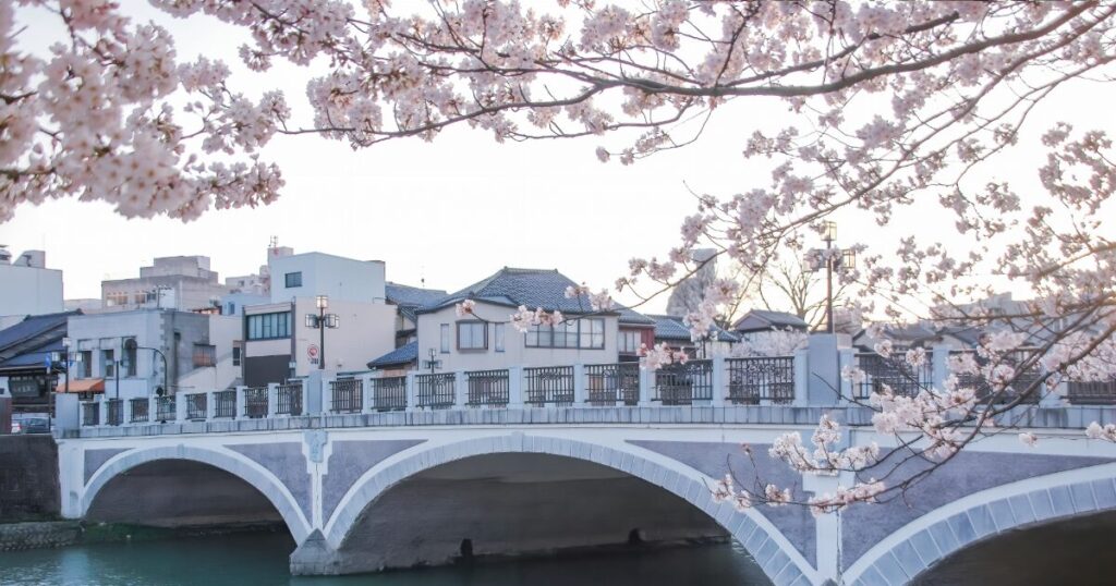 桜が満開の春の浅野川と橋爪橋の風景