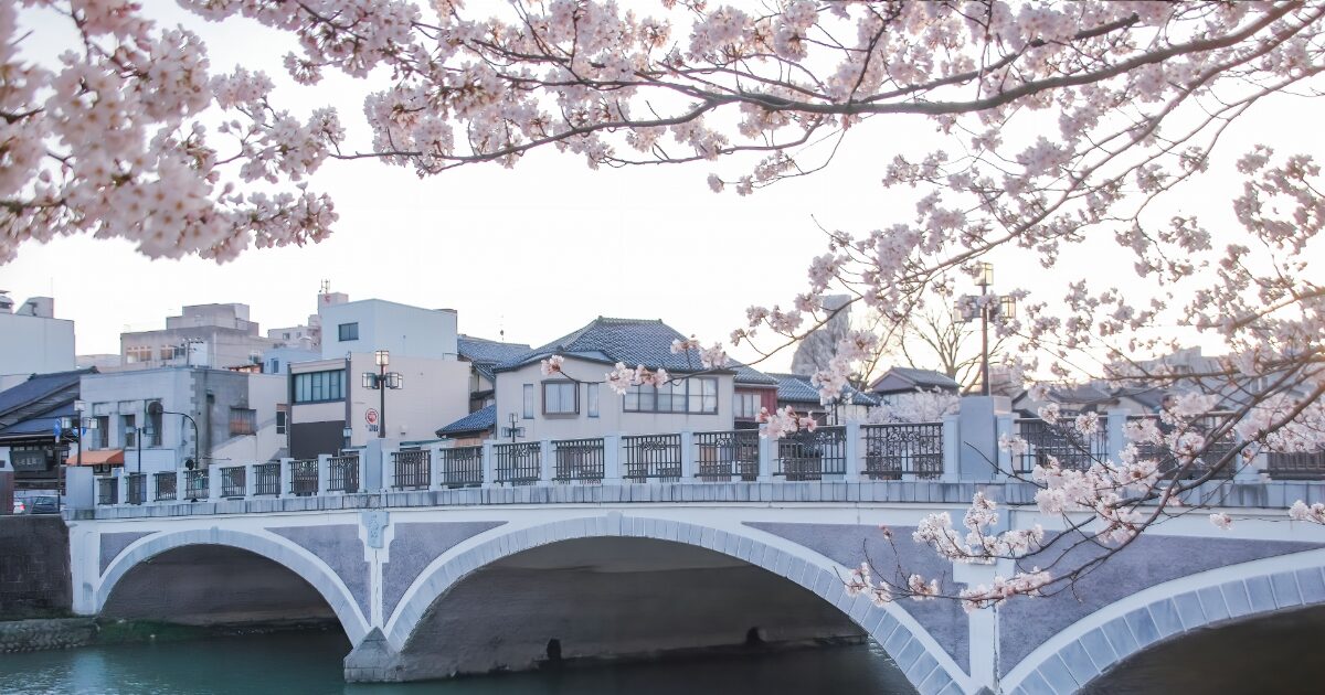 桜が満開の春の浅野川と橋爪橋の風景