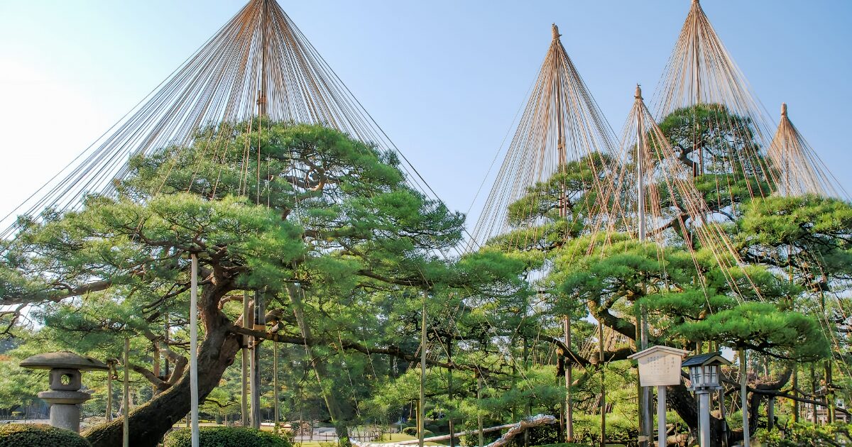 兼六園の雪吊りが施された松の木々と石灯籠